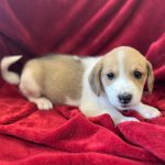 Adoptable (Official) Georgia Dogs for July 30, 2024