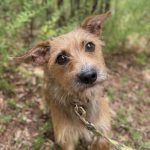Adoptable (Official) Georgia Dogs for July 31, 2024