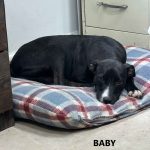 Adoptable (Official) Georgia Dogs for August 1, 2024
