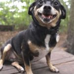 Adoptable (Official) Georgia Dogs for August 5, 2024