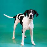 Adoptable (Official) Georgia Dogs for August 6, 2024