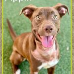 Adoptable (Official) Georgia Dogs for August 7, 2024