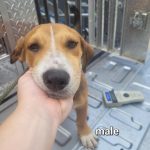 Adoptable (Official) Georgia Dogs for August 9, 2024