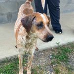 Adoptable (Official) Georgia Dogs for August 12, 2024