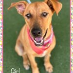 Adoptable (Official) Georgia Dogs for August 13, 2024