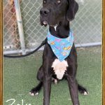Adoptable (Official) Georgia Dogs for August 14, 2024