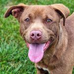 Adoptable (Official) Georgia Dogs for August 16, 2024