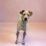 Adoptable (Official) Georgia Dogs for August 19, 2024