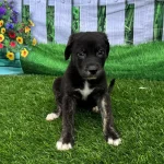 Adoptable (Official) Georgia Dogs for August 20, 2024