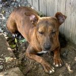 Adoptable (Official) Georgia Dogs for August 21, 2024