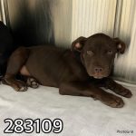 Adoptable (Official) Georgia Dogs for August 23, 2024