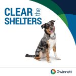 Adoptable (Official) Georgia Dogs for August 26, 2024