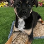 Adoptable (Official) Georgia Dogs for August 27, 2024