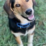 Adoptable (Official) Georgia Dogs for August 28, 2024