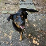 Adoptable (Official) Georgia Dogs for August 30, 2024