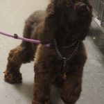 Adoptable (Official) Georgia Dogs for September 2, 2024