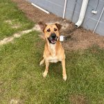 Adoptable (Official) Georgia Dogs for September 4, 2024
