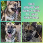 Adoptable (Official) Georgia Dogs for September 6, 2024