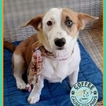 Adoptable (Official) Georgia Dogs for September 9, 2024