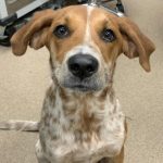 Adoptable (Official) Georgia Dogs for September 10, 2024