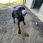 Adoptable (Official) Georgia Dogs for September 11, 2024