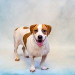 Adoptable (Official) Georgia Dogs for September 13, 2024