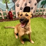 Adoptable (Official) Georgia Dogs for September 16, 2024