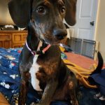 Adoptable (Official) Georgia Dogs for September 17, 2024