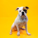 Adoptable (Official) Georgia Dogs for September 18, 2024