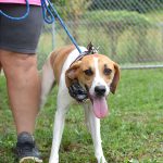 Adoptable (Official) Georgia Dogs for September 20, 2024