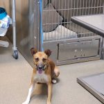 Adoptable (Official) Georgia Dogs for September 23, 2024