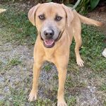 Adoptable (Official) Georgia Dogs for September 24, 2024