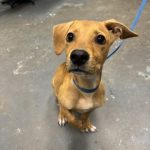 Adoptable (Official) Georgia Dogs for September 25, 2024
