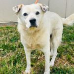 Adoptable (Official) Georgia Dogs for September 27, 2024