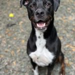 Adoptable (Official) Georgia Dogs for September 30, 2024
