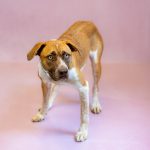 Adoptable (Official) Georgia Dogs for October 1, 2024