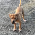 Adoptable (Official) Georgia Dogs for October 2, 2024