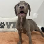 Adoptable (Official) Georgia Dogs for October 4, 2024