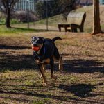 Adoptable (Official) Georgia Dogs for October 7, 2024