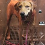 Adoptable (Official) Georgia Dogs for October 8, 2024