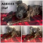 Adoptable (Official) Georgia Dogs for October 9, 2024