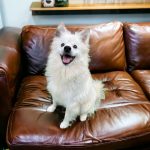 Adoptable (Official) Georgia Dogs for October 11, 2024