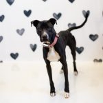 Adoptable (Official) Georgia Dogs for October 14, 2024
