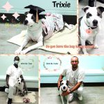 Adoptable (Official) Georgia Dogs for October 15,  2024