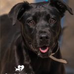 Adoptable (Official) Georgia Dogs for October 16, 2024