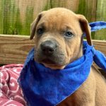 Adoptable (Official) Georgia Dogs for October 17, 2024