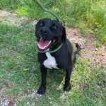Adoptable (Official) Georgia Dogs for October 21, 2024