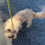 Adoptable (Official) Georgia Dogs for October 22, 2024
