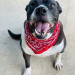 Adoptable (Official) Georgia Dogs for October 23, 2024