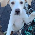 Adoptable (Official) Georgia Dogs for October 25, 2024